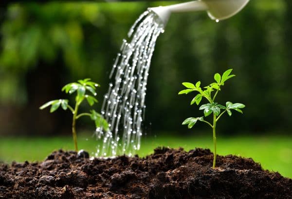 Arroser les pousses de tomates