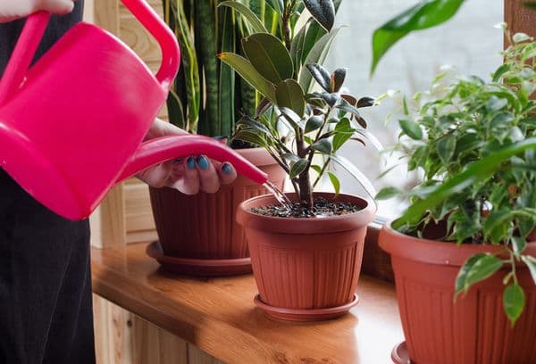 fleurs d'intérieur hydratantes