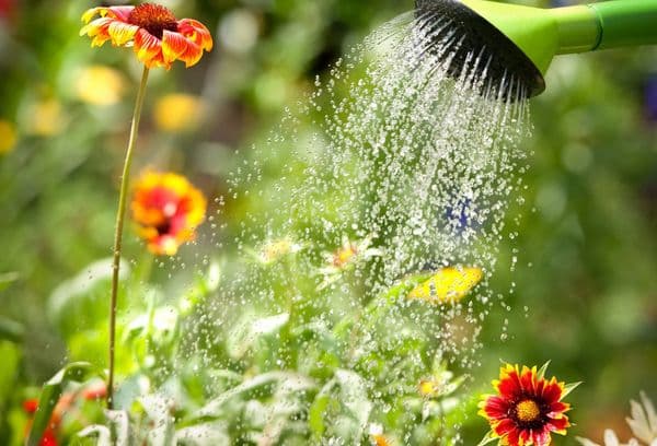 Arroser des fleurs