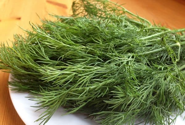 aneth pour le séchage