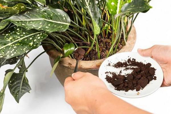 Ajouter du marc de café à un pot de plante d'intérieur