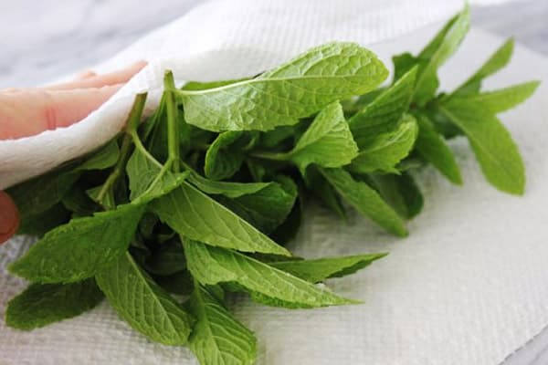 Menthe après lavage