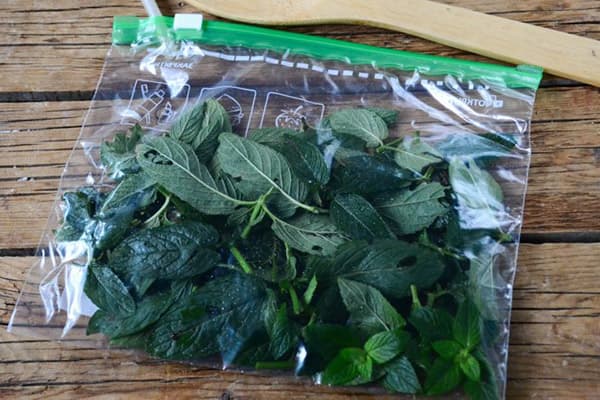 Feuilles de menthe dans un sac zippé