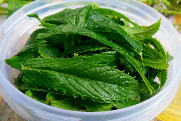 Feuilles de menthe dans un récipient en plastique