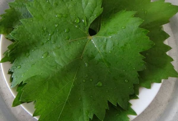 Laver et tailler les feuilles