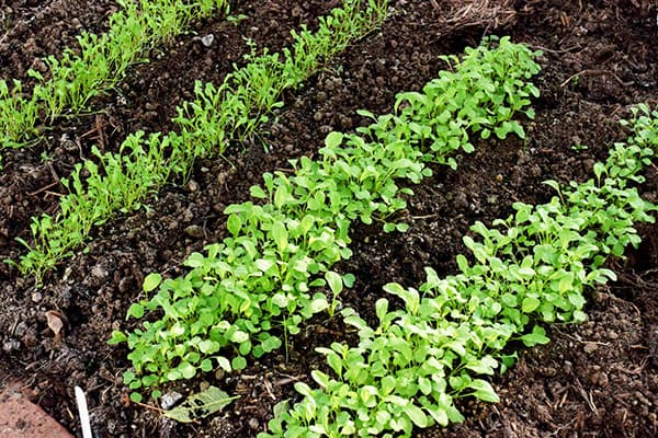 Pousses de laitue dans les lits