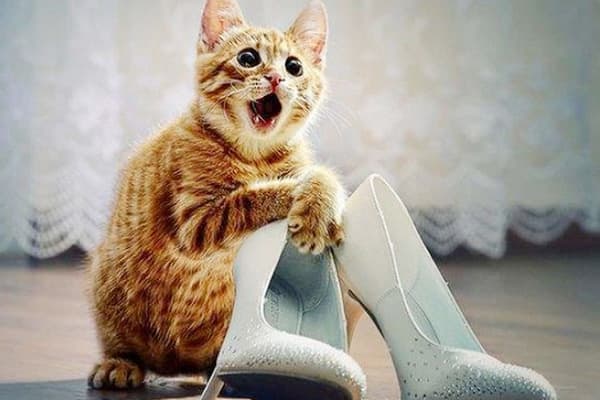 Chaton et chaussures pour femmes