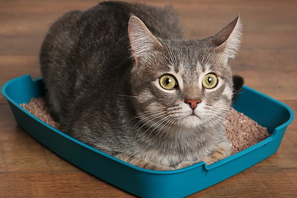 Chat dans un petit plateau