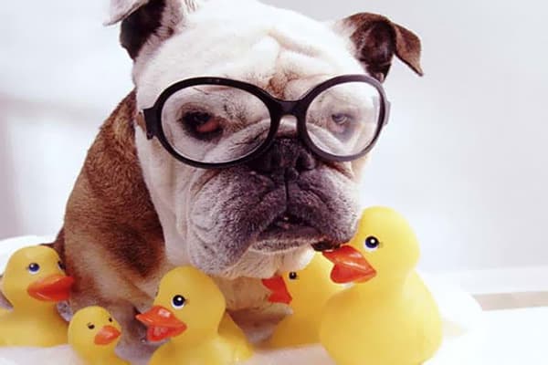 Chien avec des canards en caoutchouc