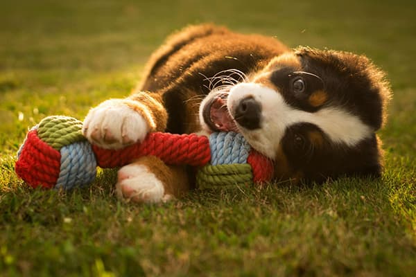 Chiot jouant avec un jouet en corde