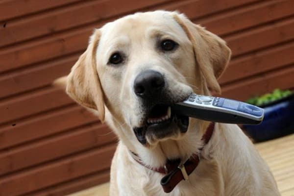Le chien mâche la télécommande du téléviseur