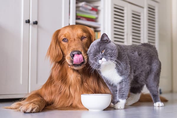 Chat et chien mangent dans le même bol
