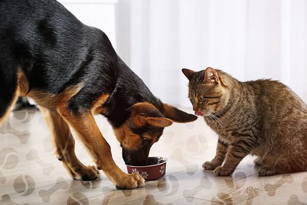 Le chien mange de la nourriture pour chat