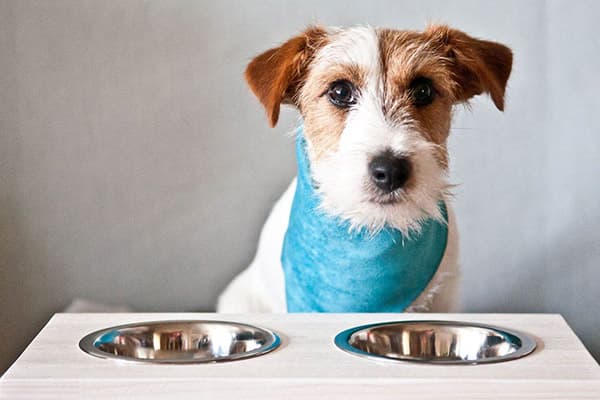 Le chien attend de la nourriture