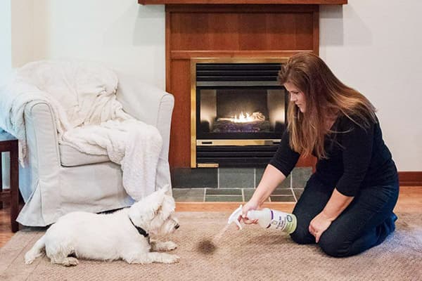 Enlever les taches d'urine de chien sur un tapis