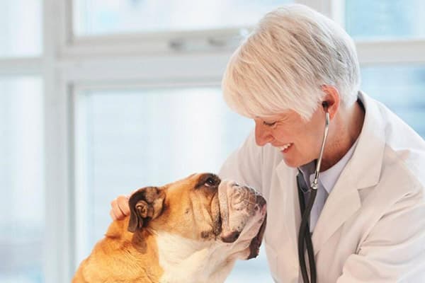 Vétérinaire avec chien