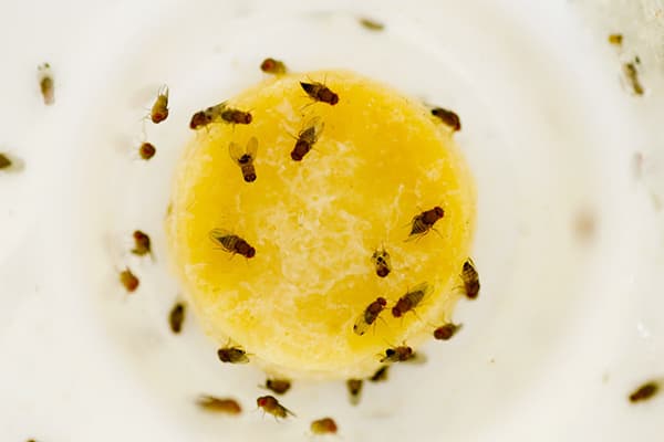 Moucherons sur purée de fruits