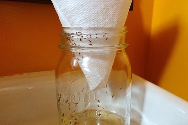 Piège à moucherons