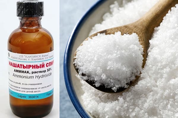 Ammoniac et sel marin