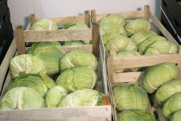 Chou en caisses sur le balcon
