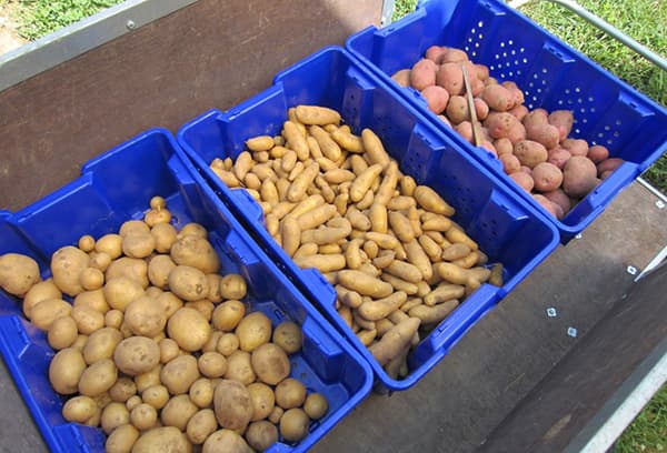 Boîtes de pommes de terre