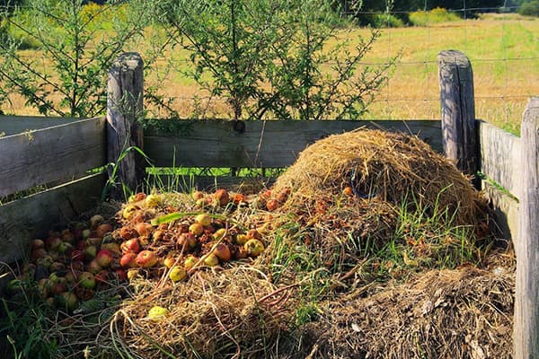 Pommes dans un tas de compost