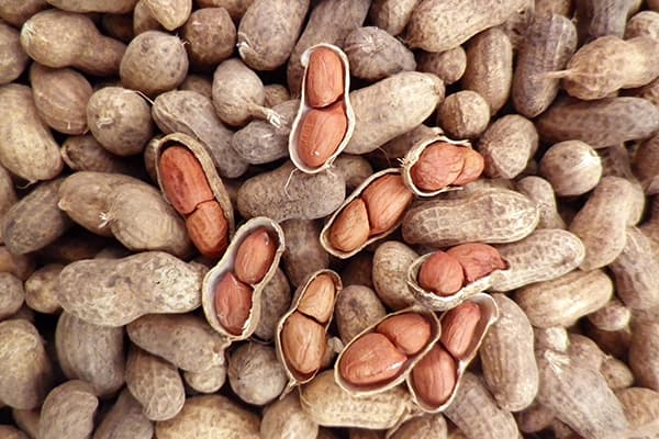 Cacahuètes fraîches