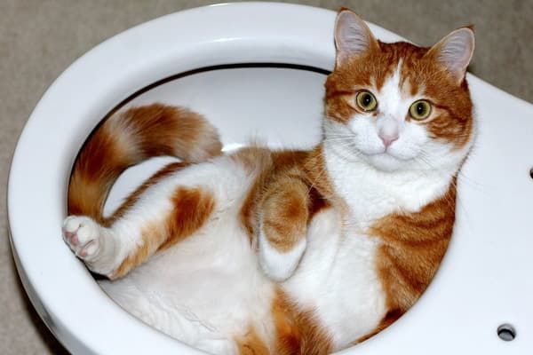 Chat dans les toilettes