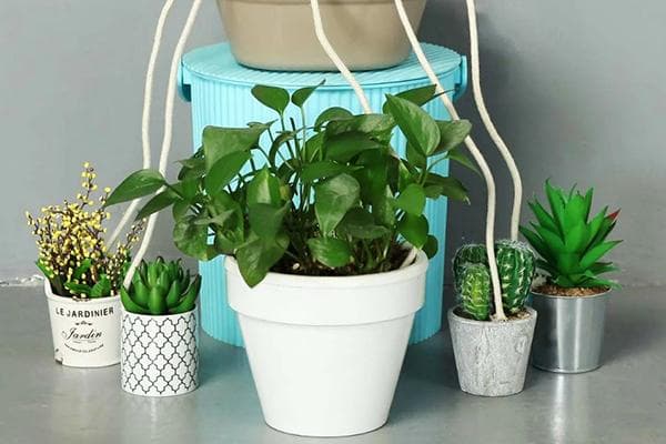 Fil d'arrosage pour plantes d'intérieur