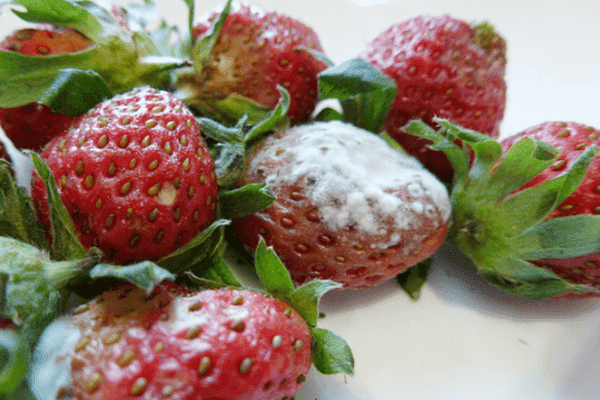 Fraise moisie