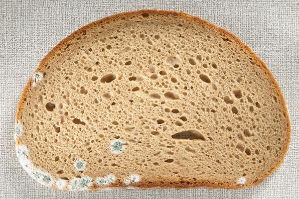 Moisissure sur du pain