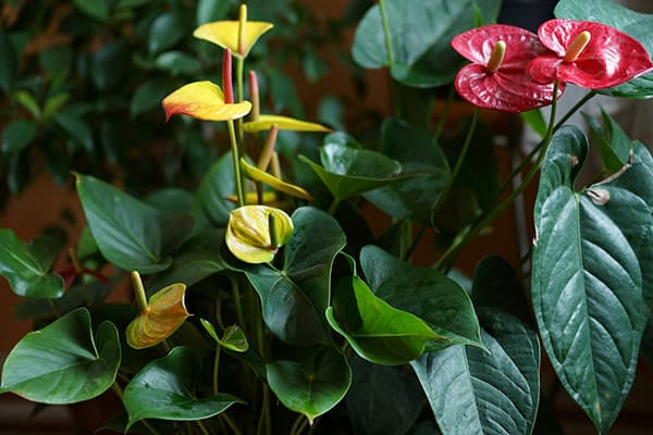 Anthurium