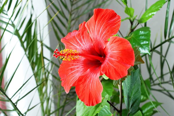 Fleurs d'hibiscus