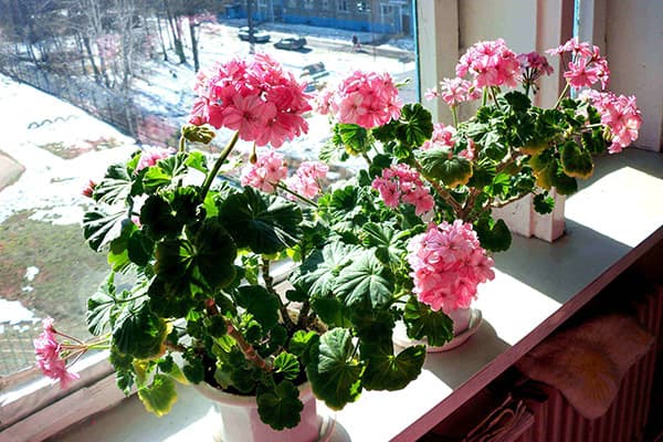 Géranium rose sur le rebord de la fenêtre