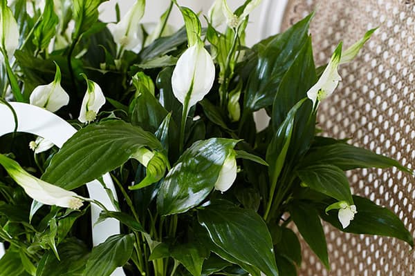 Spathiphyllum