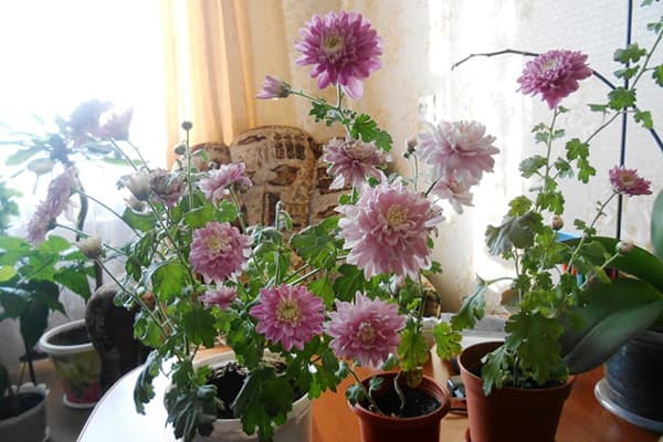 Chrysanthèmes en fleurs en pots