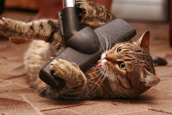 Chat et aspirateur