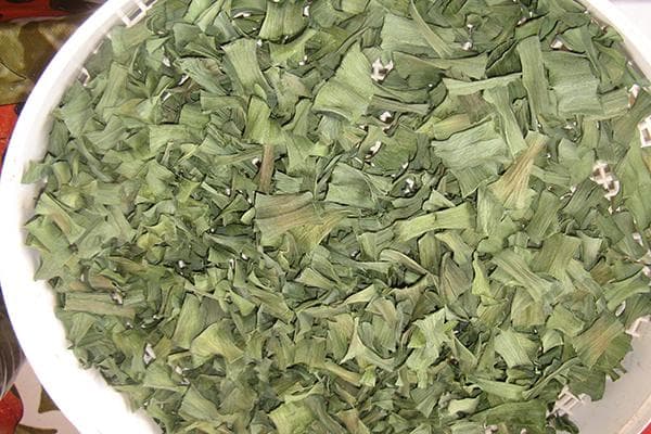 Oignons verts séchés