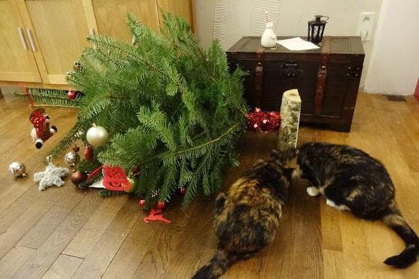 Les chats ont renversé le sapin de Noël