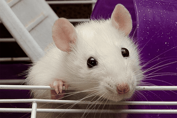Rat domestique blanc