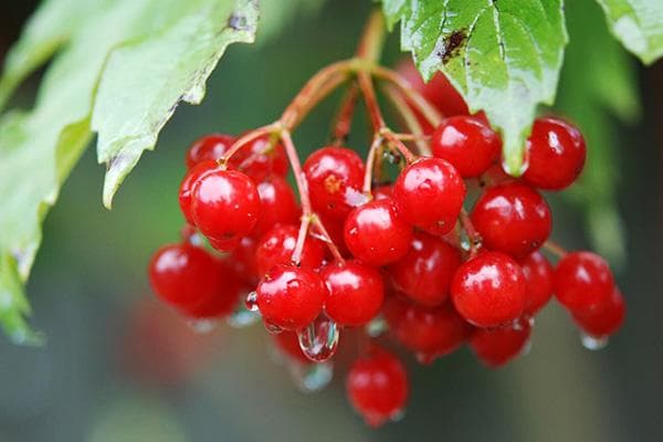 Viorne après la pluie