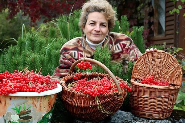 Une femme avec des baies de viorne qu'elle a récoltées