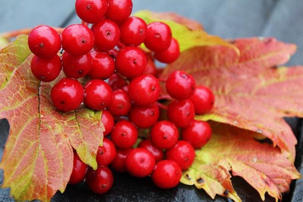 Baies et feuilles de viorne