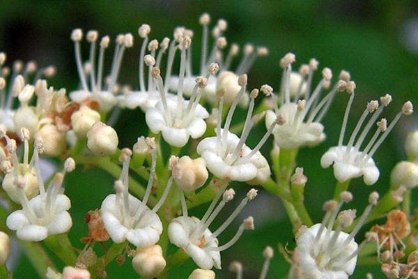 Inflorescence de viorne