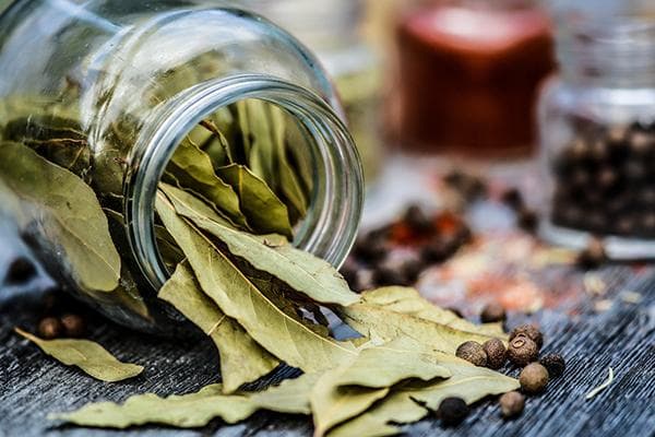 Feuille de laurier séchée