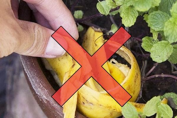 Peau de banane dans un pot de fleurs