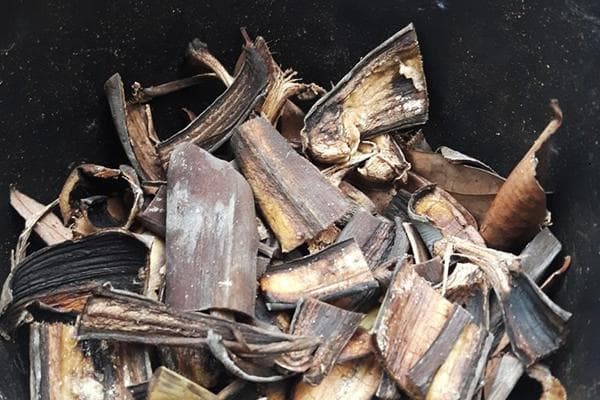 Pelures de banane hachées pour le compostage