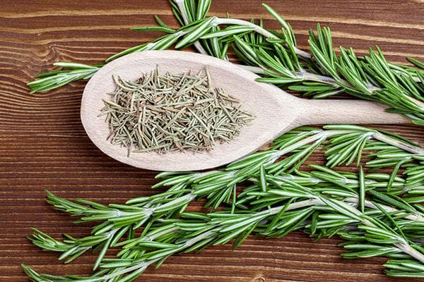 Romarin frais et séché
