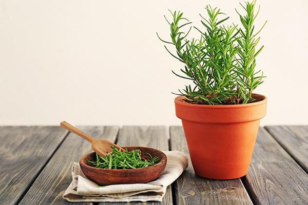 Romarin en pot