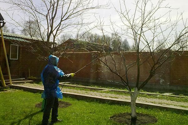 Pulvérisation des arbres sur place